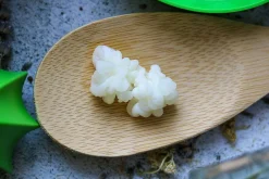 Dehydrierte Kefirknöllchen als Starter-Kultur für Milchkefir