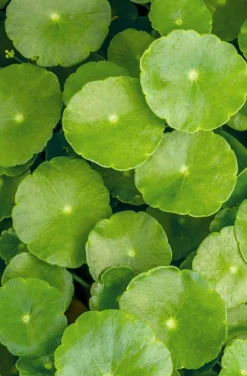 Khadi Color Care ayurvedisches Haaröl: fixiert und schützt