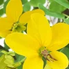 Khadi Sonnenblond: Natürliche Haarfarbe für sonnige Leuchtkraft