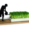 Kresseschale smart n green Kresse ziehen auf der Fensterbank