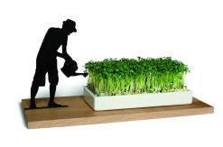 Kresseschale smart n green Kresse ziehen auf der Fensterbank