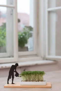 Kresseschale smart n green Kresse ziehen auf der Fensterbank
