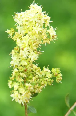 Natürliche Haarpflege mit Khadi Henna Amla Jatropha